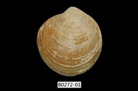 藏品(環文蛤(赤嘴仔))的圖片